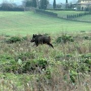 Fauna selvatica e danni all’agricoltura: mancano i dati ufficiali